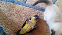 Parrot and cute dog fighting  funny video #cutepappies