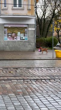 Happy Dog Helps Carry Bags