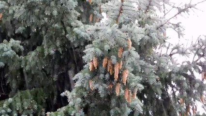 RAINSDROPS CREATING SUPERB  NATURAL WONDER.