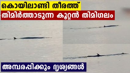 കൊയിലാണ്ടി തീരത്ത് അപൂർവ്വയിനം ഭീമൻ തിമിഗലം..ദൃശ്യങ്ങൾ കാണാം