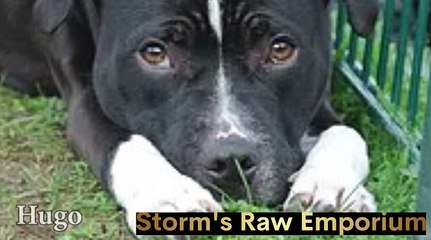 Good Life Dog Rescue Hugo