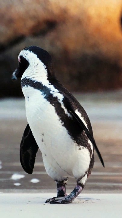 'Cleanliness is next to Godliness', believes this health conscious penguin