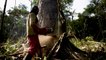 Colombie: l'Amazonie victime insoupçonnée des accords de paix