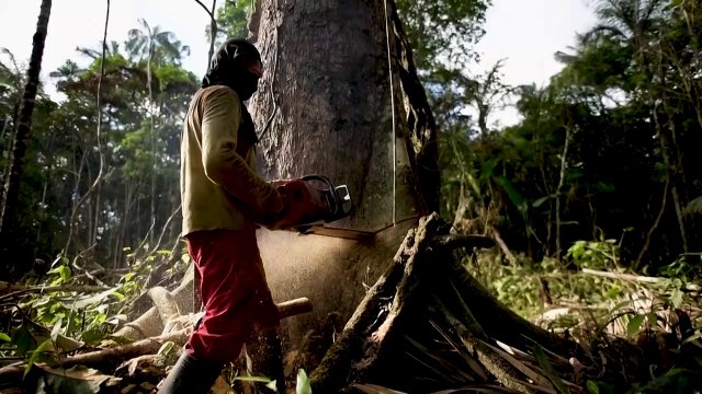 Colombie: l'Amazonie victime insoupçonnée des accords de paix