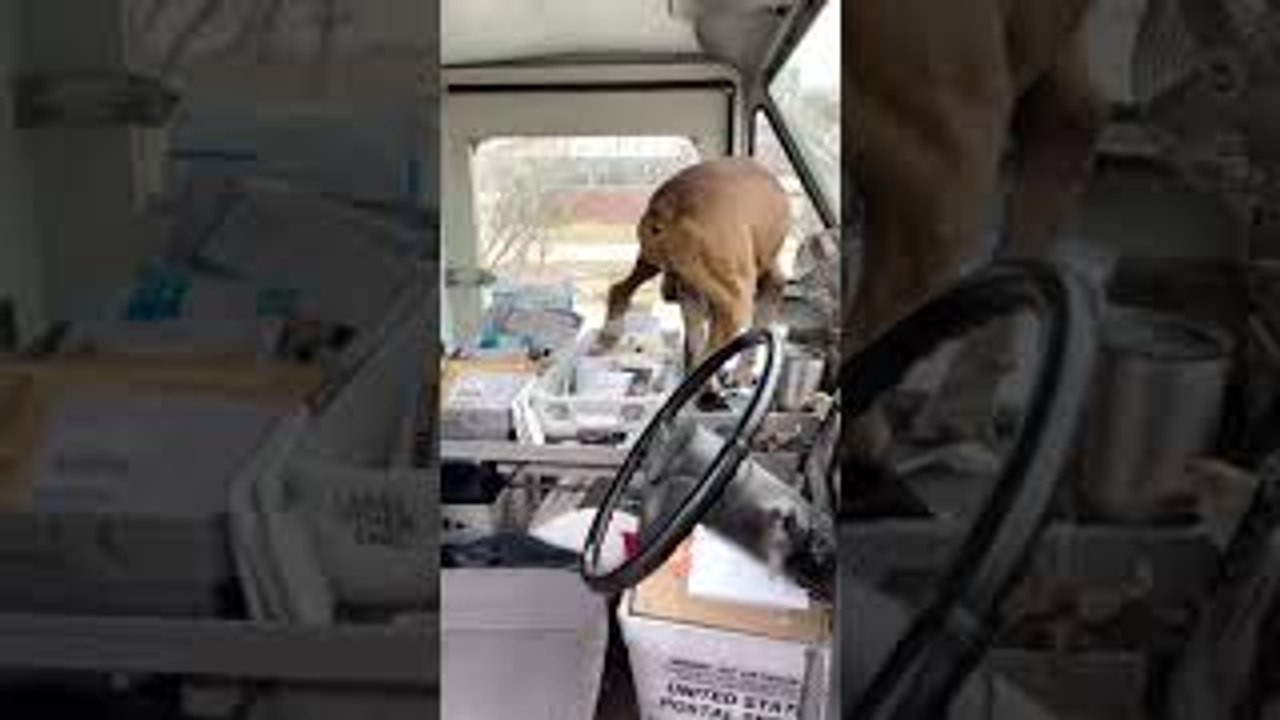 Boxer Barges Into Mail Truck