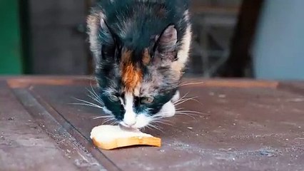 Cat Dinner Time | Funny Cats | Cute Cats | AR Studio