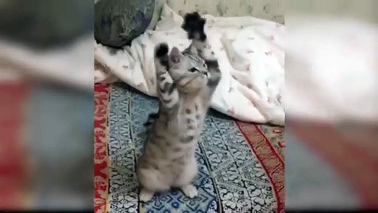 kucin, kucing kecil lucu, kitten, kucing anggora