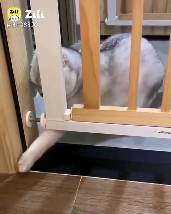 Funny cat  trying to come out 