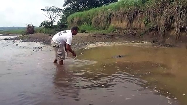 Il nourrit un énorme crocodile sauvage à la main... risqué