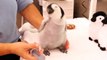 Quoi de plus adorable que ce bébé pingouin... Une vraie peluche