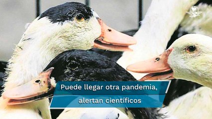 Expertos chinos que identificaron el Covid-19 alertan del peligro del virus H5N8