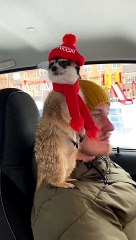 Meerkat Sits On Dad's Shoulder