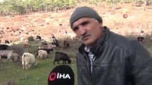 Kütahya'da 5 çoban köpeği ve yabani hayvanların zehirlendiği iddiası