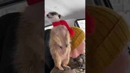 Meerkat Sits On Dad's Shoulder