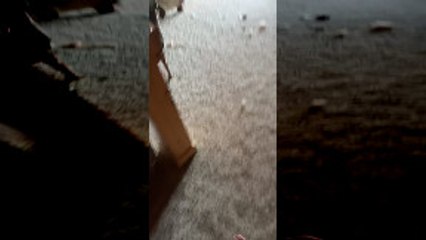 Husky Hides in Hole she Dug into the Couch