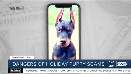 Don't Waste Your Money: Holidays ruined for woman who lost $4,800 in puppy scam