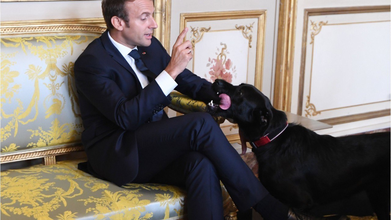GALA VIDEO - Emmanuel Macron : pourquoi il a choisi de baptiser son chien Nemo