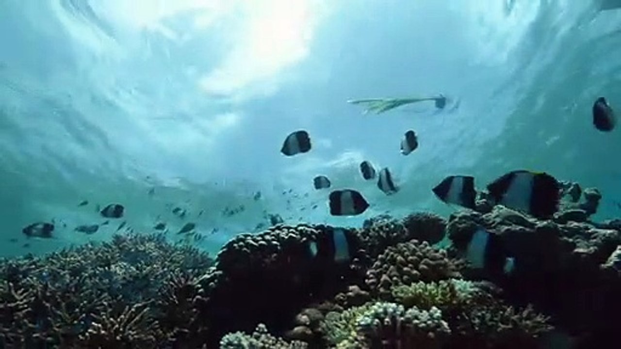 Soneva Fushi - The Boy and the Coconut