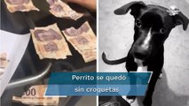 Perrito destroza billetes de 500 pesos del aguinaldo de su dueña