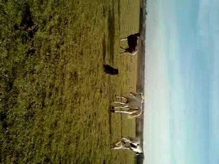 CASTING,SIRIUS et leurs copains 2