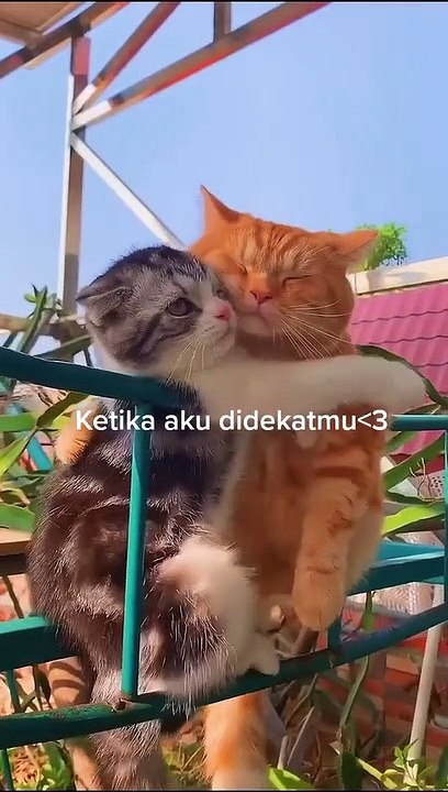 Kucing Lucu I Kucing Mesra I Kucing Mesra Lucu
