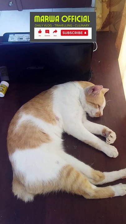 Kucing Tidur I Kucing Lucu I Kucing Tidur Ngorok I Sleeping Cat I Cute Cat I Sleeping Cat Snoring