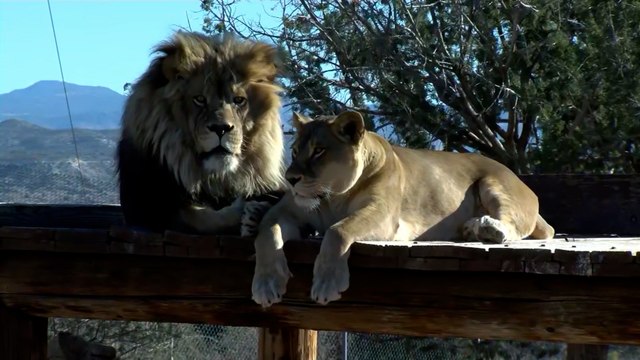 Meet the Lions of Out of Africa Wildlife Park