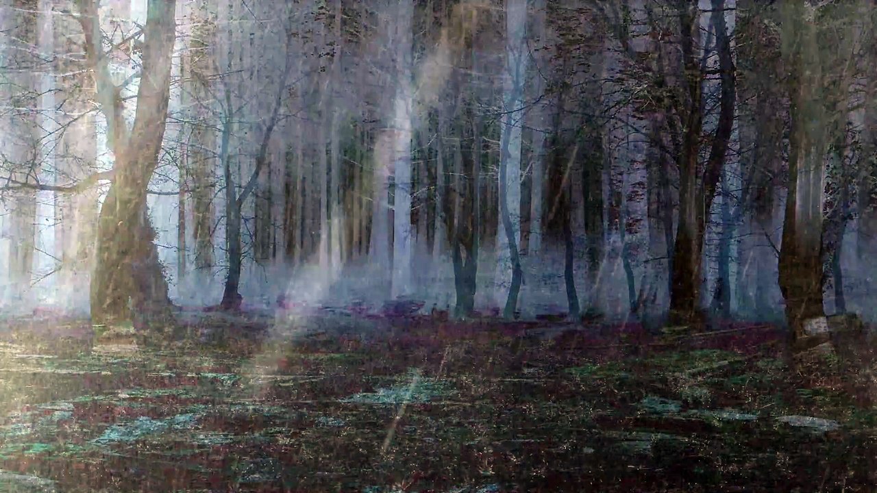 The rain in the wild forest at nigh | 4k rain video | video design | 4K relaxation video