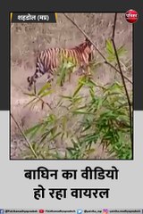 शावक को जबड़ों में दबाकर ले जा रही बाघिन