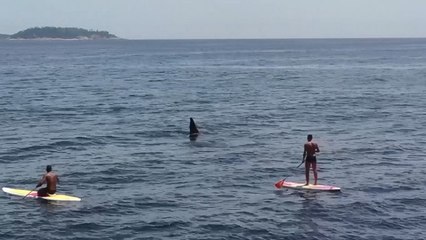 Kejadian Tak Biasa, Sekumpulan Paus Orca Terlihat di Pantai Ipanema Brasil