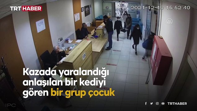 Kendileri küçük, yürekleri büyük çocuklardan yaralı kediye yardım eli