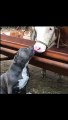 Very Dangerous Dog Kissing Beautiful Cow, Are They Fall In Love.......