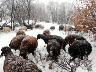 Çoban kar altında türkü söyledi, koyunlar pürdikkat dinledi