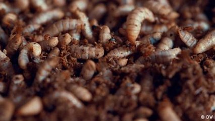 ¿Son los insectos la proteína del futuro?
