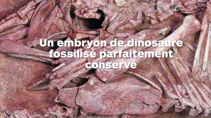 Un embryon de dinosaure parfaitement conservé est exceptionnel