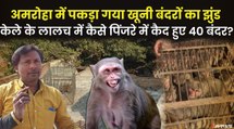 अमरोहा में पकड़ा गया खूंखार बंदरों का झुंड, टीम ने सुरक्षित स्थान पर छोड़ा | Amroha Monkey Gang