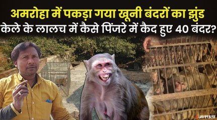 अमरोहा में पकड़ा गया खूंखार बंदरों का झुंड, टीम ने सुरक्षित स्थान पर छोड़ा | Amroha Monkey Gang