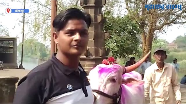 Bullock Cart Race : कोल्हापुरात गुलाल उधळून साजरा केला गेला जल्लोष