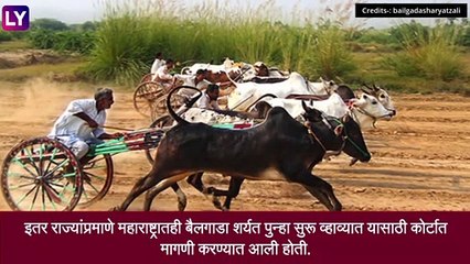 Bailgada Sharyat: १० वर्षाचा प्रतीक्षेचा गोड शेवट, महाराष्ट्रात बैलगाडा शर्यतीला परवानगी