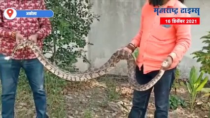 Akola : अकोलेकरांनी दिले आठ फुटाच्या अजगराला जीवदान