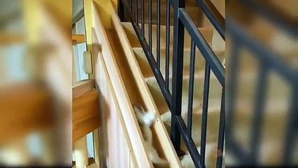 Baby_Cats_-_Cute_and_Funny_Cat_Videos_Compilation_#27_|_Aww_Animals(360p)