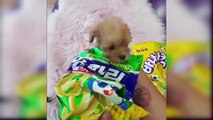 Baby_Dogs_-_Cute_and_Funny_Dog_Videos_Compilation_#3_|_Aww_Animals(360p)