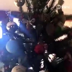 Família leva susto ao encontrar cobra venenosa de 1,5 m em árvore de Natal