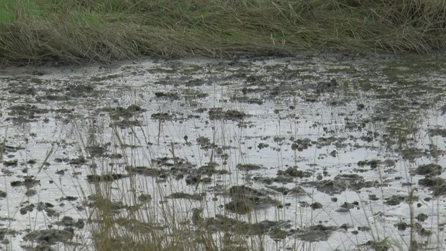 Campaigners rejoice as Swanscombe Peninsula granted site of special scientific interest, but will it stop development?
