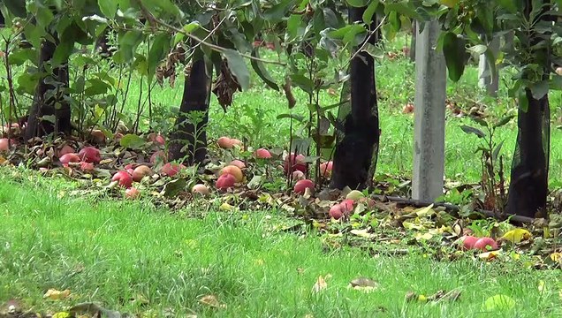 Rainham residents delight as major developments plans thrown out by Medway council