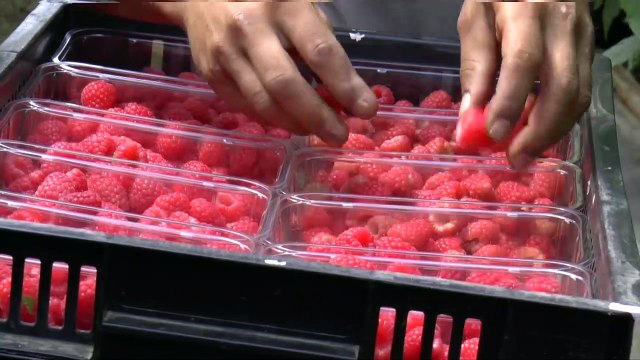 Paul on Politics - Friday 14th July, 2017