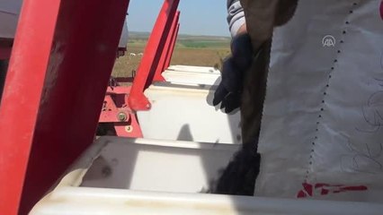 Silivri Belediyesi tarafından üretilen ayçiçek yağı ihtiyaç sahibi ailelere dağıtılmaya başlandı