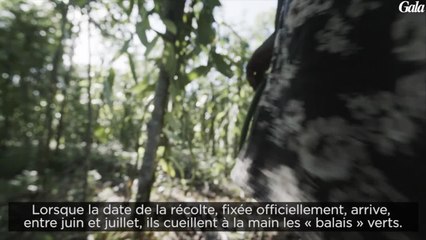 GALA VIDEO - Mugler et la vanille de Madagascar choisie pour son nouveau parfum, Aura