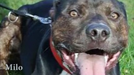 Good Life Dog Rescue Milo2