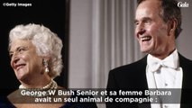 GALA VIDEO - Les animaux de compagnie de la Maison Blanche